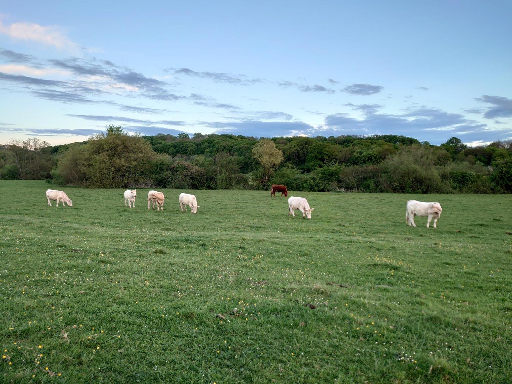 Chambre D'Hotes Juste-Confortable Fleurey-les-Lavoncourt Exterior foto